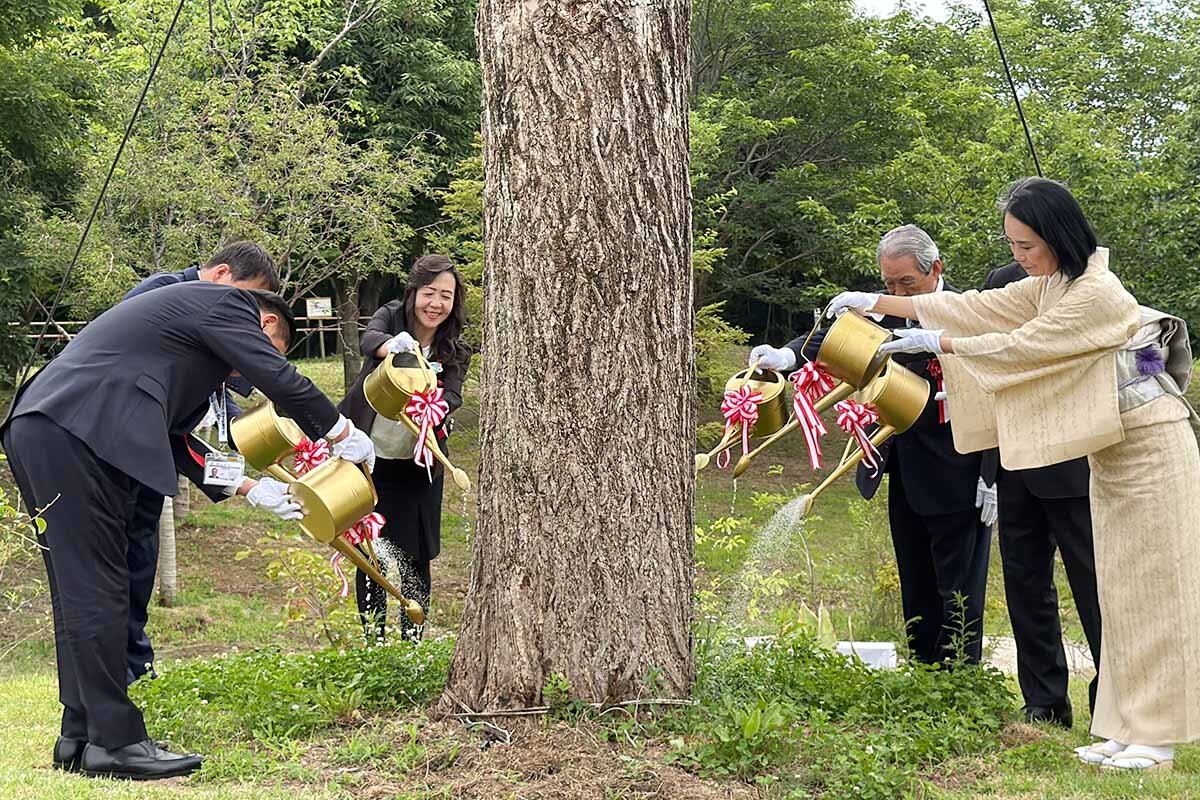 移植セレモニーでイチョウの木に水をかける河瀬氏（右）ら参加者（泉佐野丘陵緑地・2026年6月）