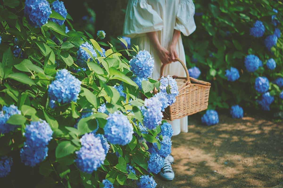 木漏れ日の中のアジサイが美しい「林の小径」