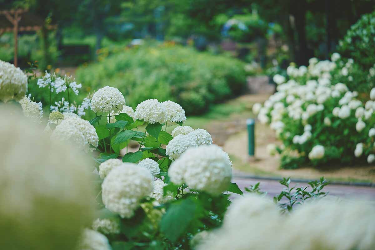 季節のハーブや草花も多く花開く「四季の庭」でエレガントに彩るアナベル