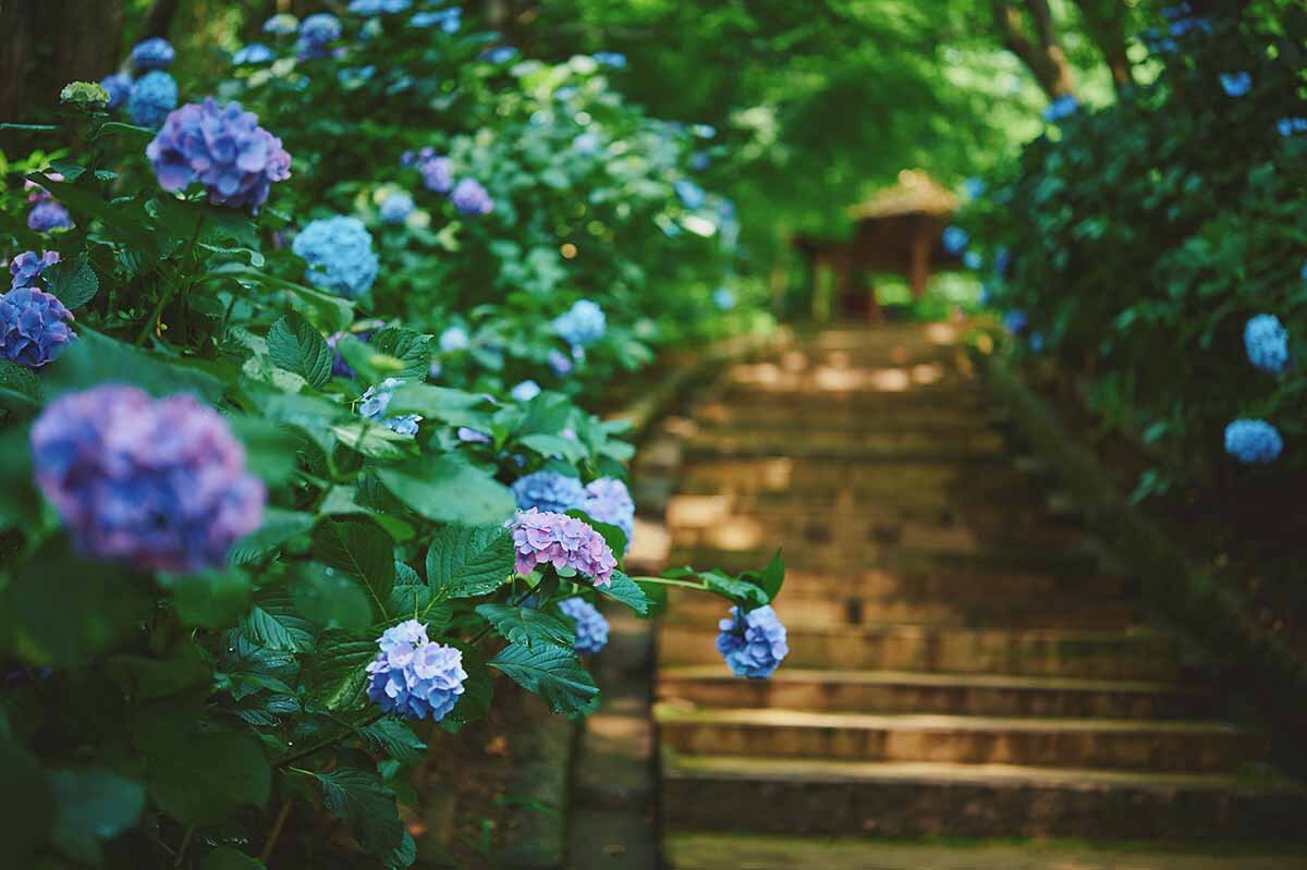 木漏れ日の中、優雅に可憐なアジサイが観賞できるのが魅力