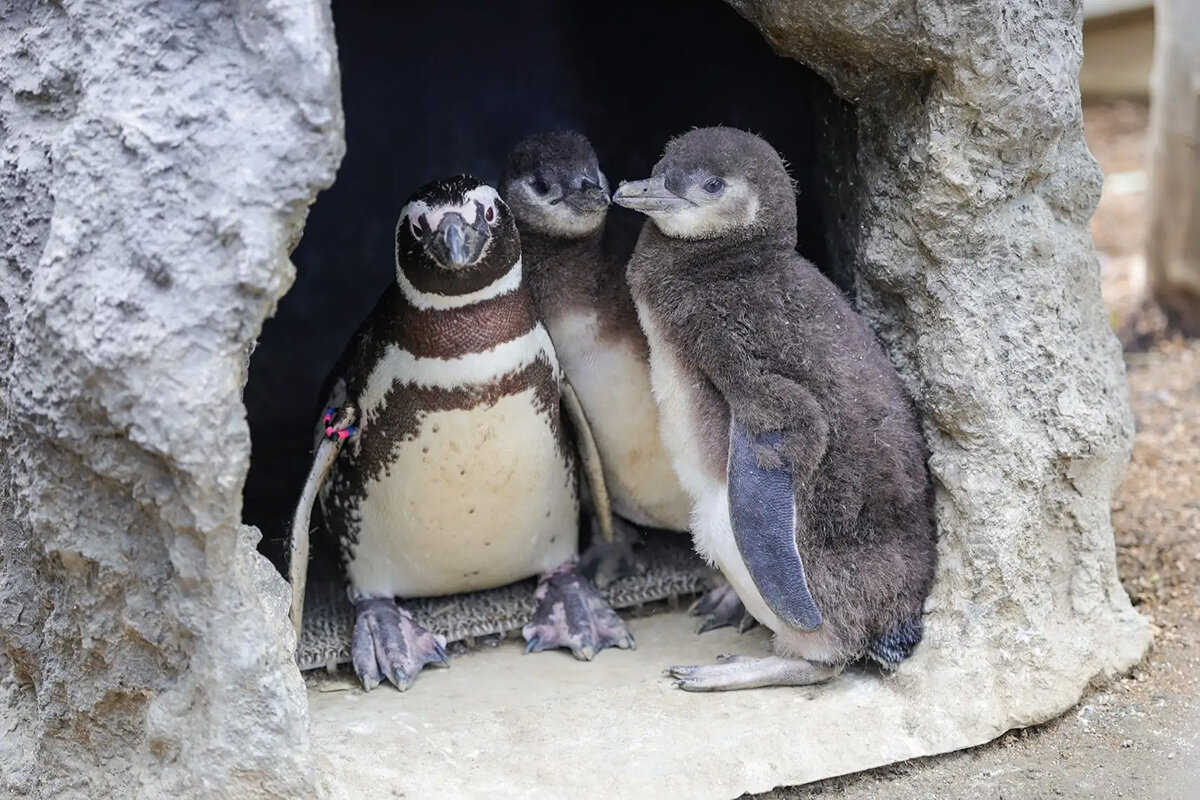 2026年6月8日（月）に撮影された、マゼランペンギンの親鳥と2羽のヒナ（神戸須磨シーワールド・神戸市須磨区）