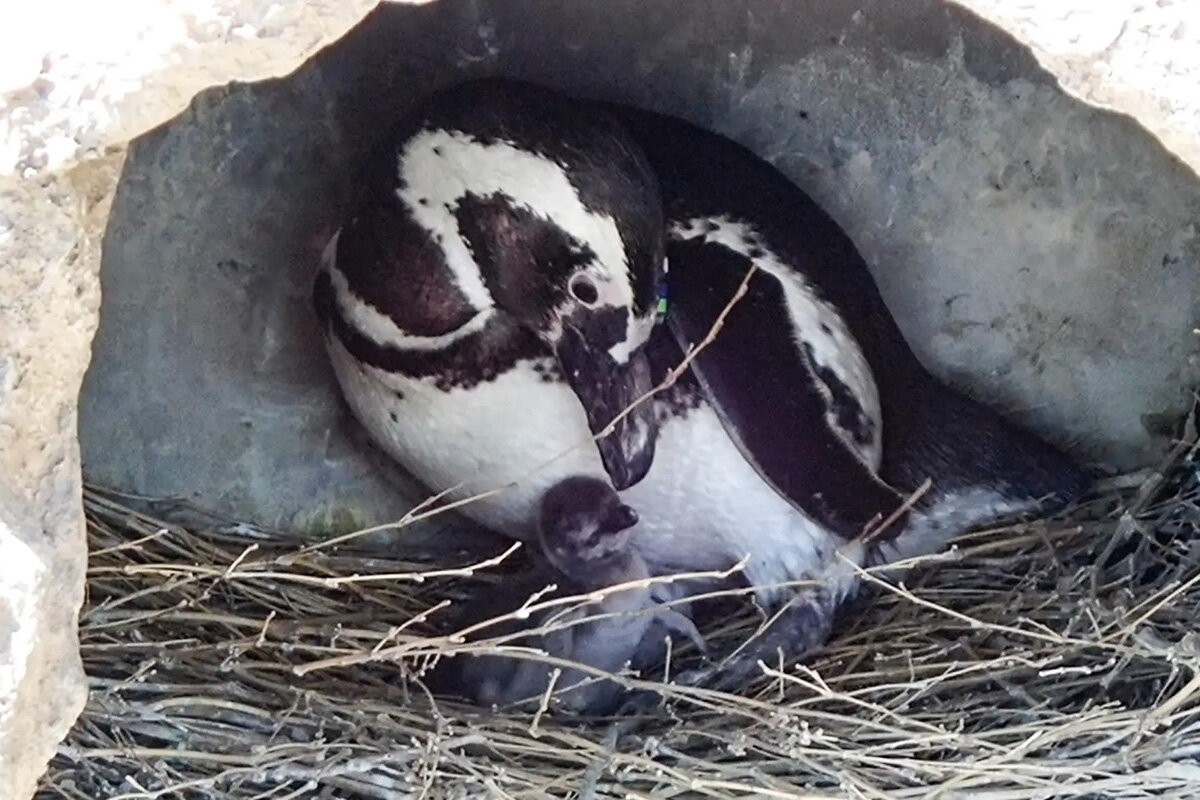 2026年5月5日（火）に撮影された、マゼランペンギンの親鳥と孵化後1日目のヒナ（神戸須磨シーワールド・神戸市須磨区）