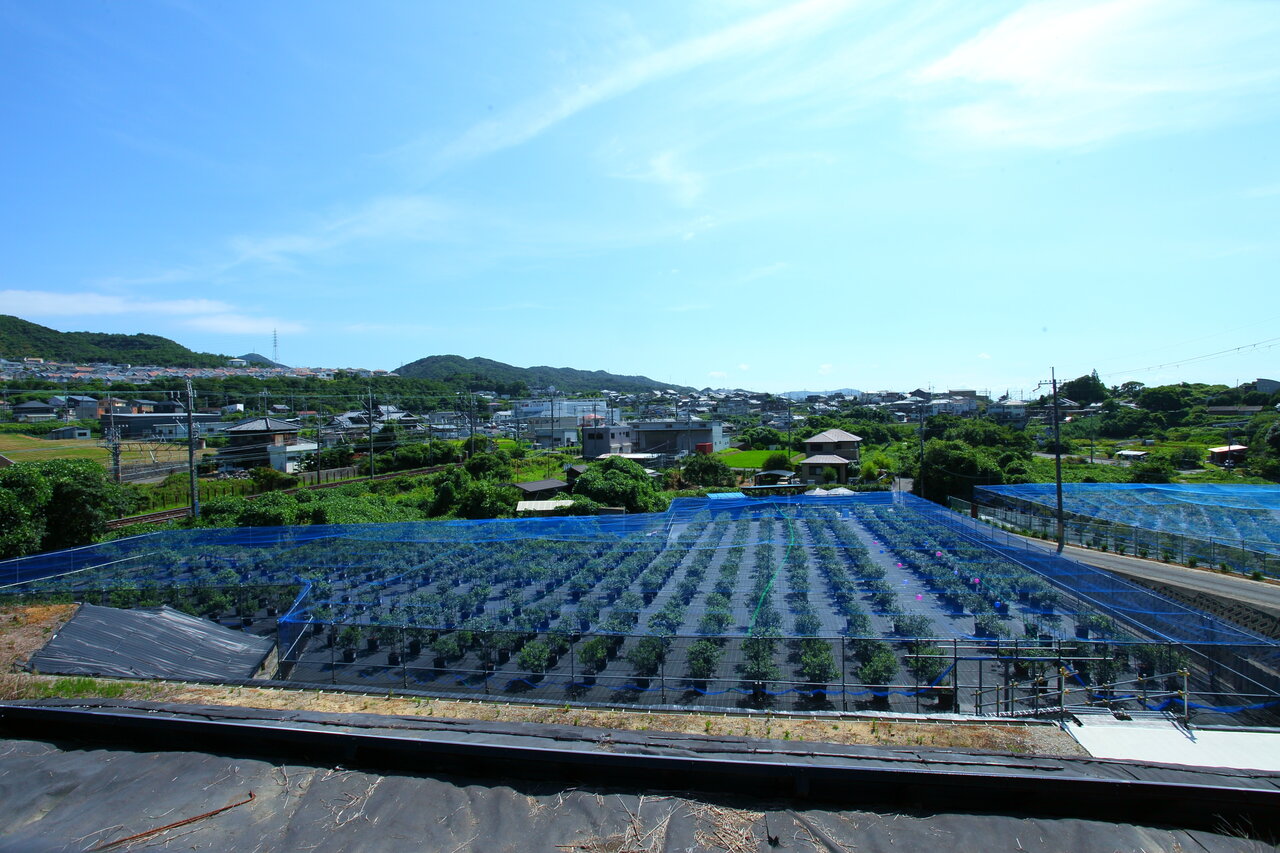 広々としたブルーベリー農園「ブルーベリーファームみさき」（大阪府泉南郡）