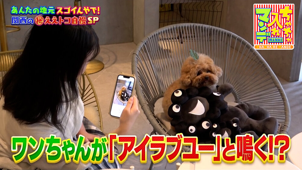 『ちゃちゃ入れマンデー』（7月14日OA）トイプードル・むぎちゃん