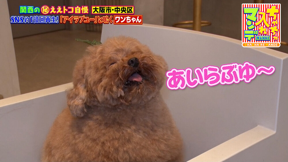 『ちゃちゃ入れマンデー』（7月14日OA）トイプードル・むぎちゃん