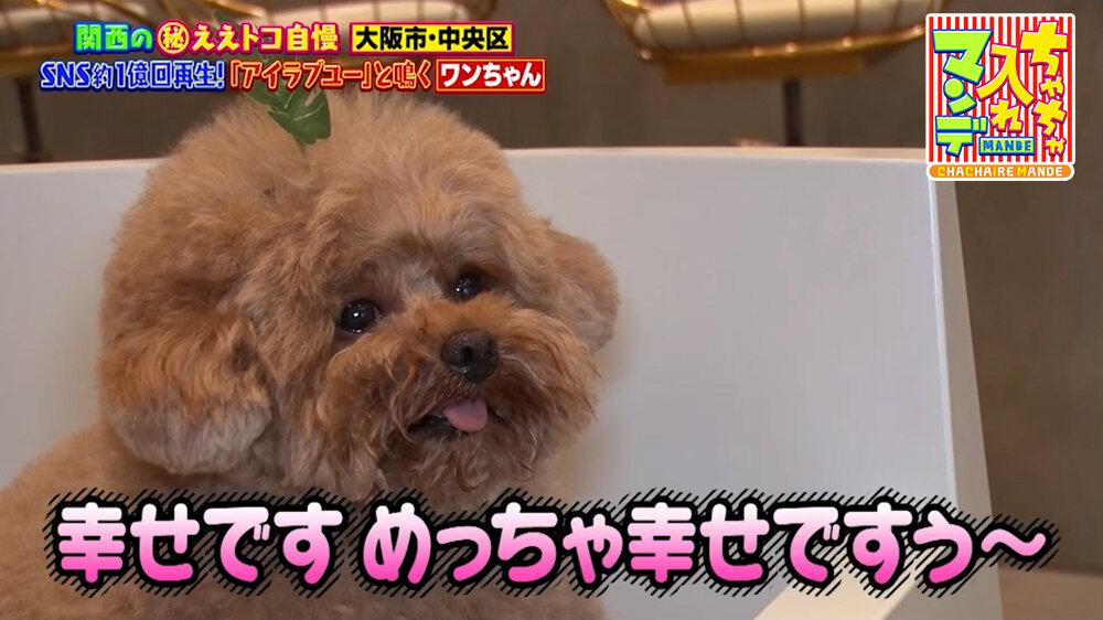 『ちゃちゃ入れマンデー』（7月14日OA）トイプードル・むぎちゃん