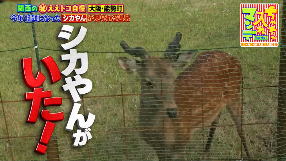 『ちゃちゃ入れマンデー』（7月14日OA）シカやん