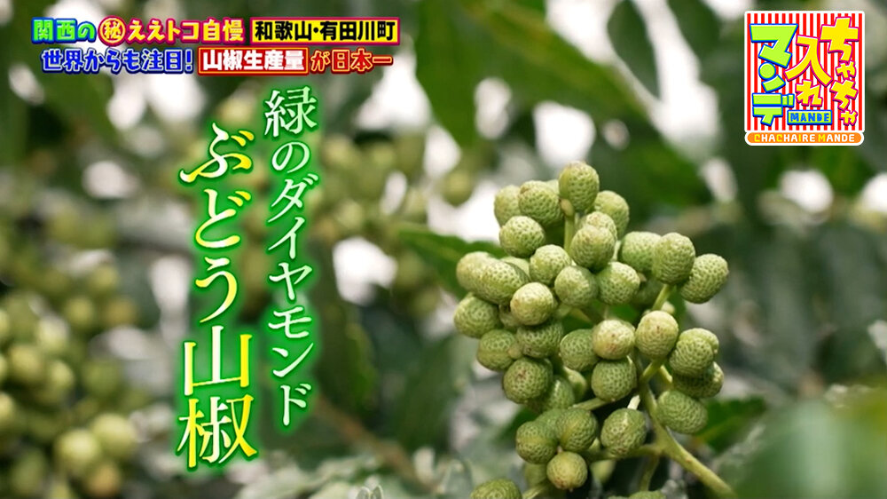 『ちゃちゃ入れマンデー』（7月14日OA）緑のダイヤモンド「ぶどう山椒」