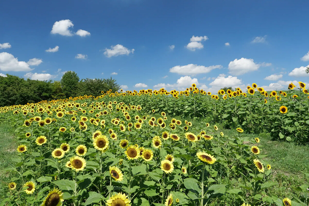 見頃を迎えた「奈良県営馬見丘陵公園」（奈良県北葛城郡）のひまわり畑