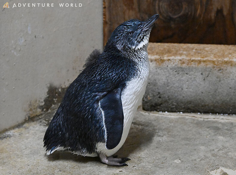 コガタペンギンの赤ちゃん