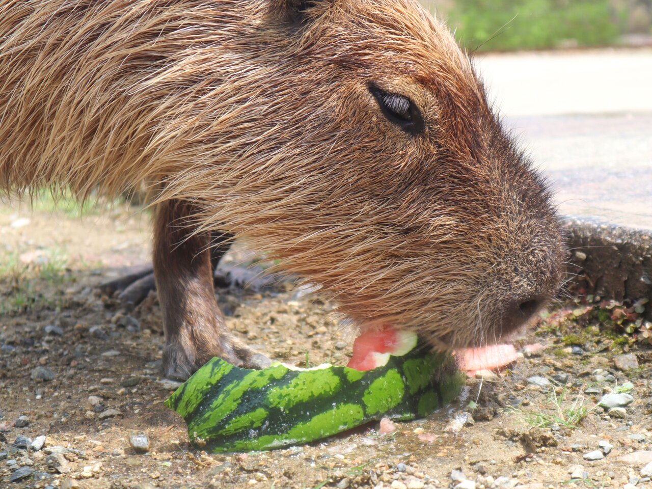 スイカをおいしそうに食べるカピバラ