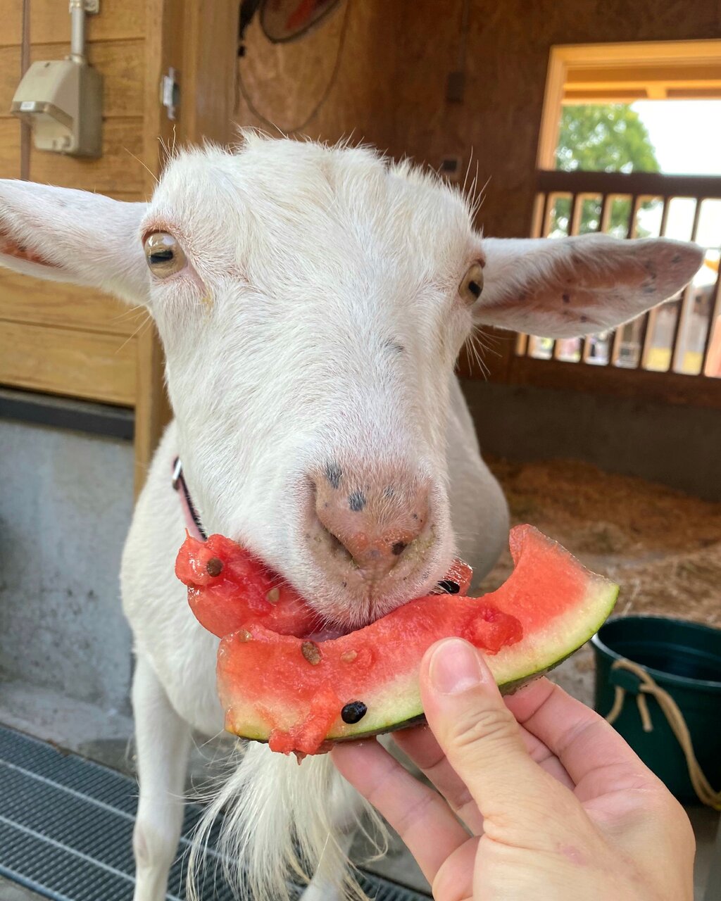 スイカをおいしそうに食べるヤギ