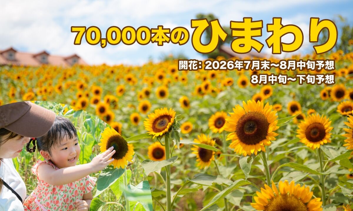 ７万本のヒマワリ（ハーベストの丘）