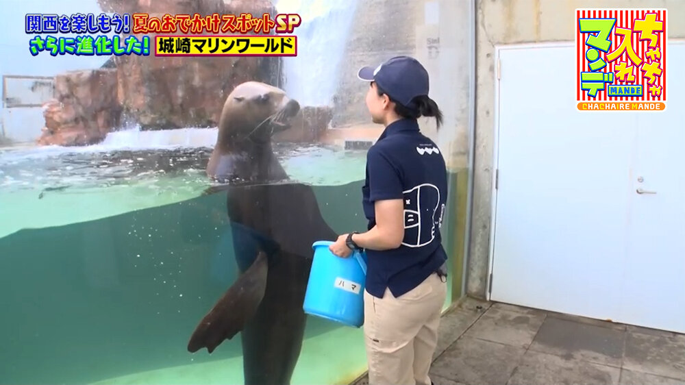 『ちゃちゃ入れマンデー』（8月4日OA）トドのハマちゃん