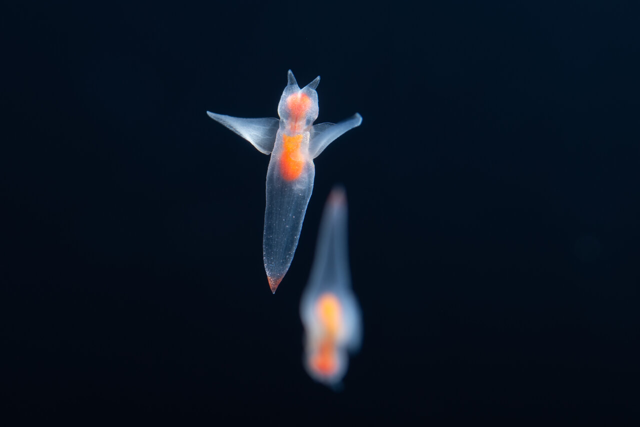 「海の小さな妖精」クリオネ（海遊館提供）