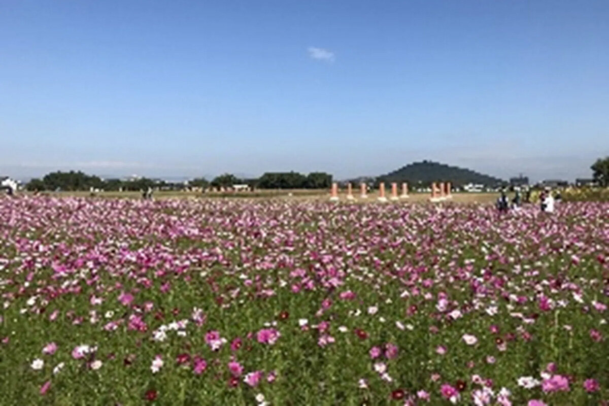 10月上旬から10月下旬に見頃を迎える「藤原宮跡」（奈良県橿原市）のコスモス