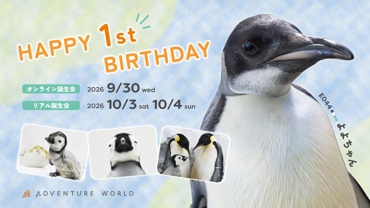 コウテイペンギンの「よよちゃん」の１歳の誕生日イベントを開催