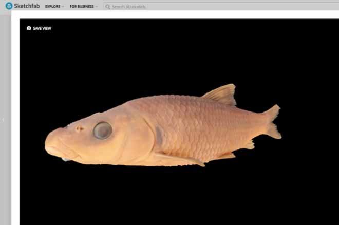 3D画像の例：国立科学博物館所蔵ビワヒガイ（ツラナガ）