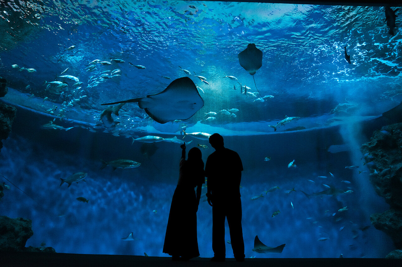 夜の水族館「ナイトアクアライブ」