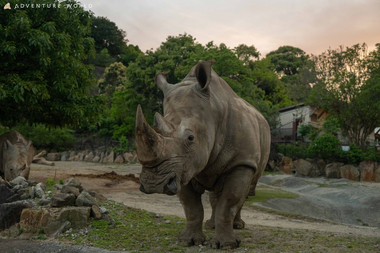 昼間とは異なる動物たちの表情や息づかいを間近に感じる「ナイトサファリハイキング」