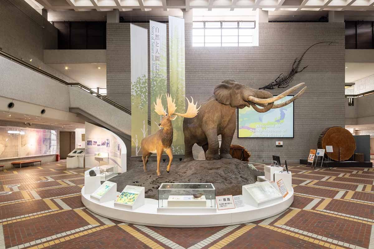 「大阪市立自然史博物館」（大阪市東住吉区）の内観