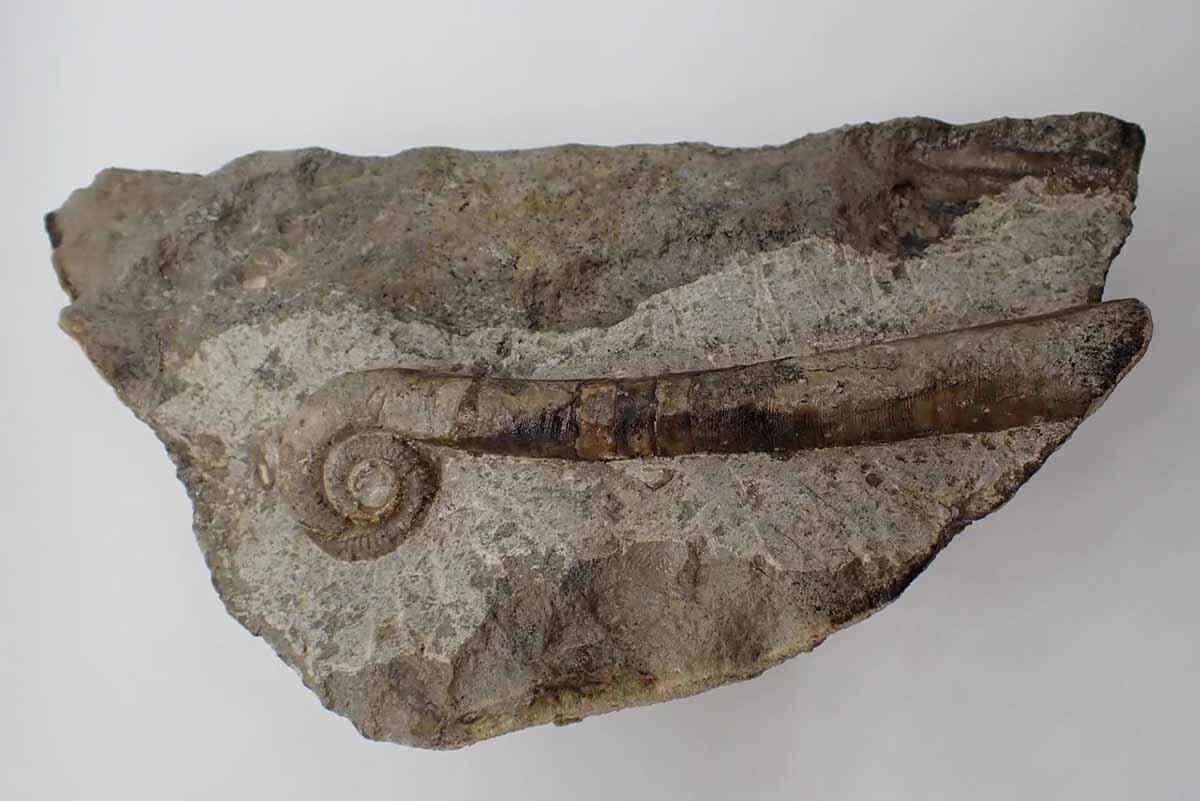 ゼンマイのような形をしたオウムガイの仲間・リチュイテス