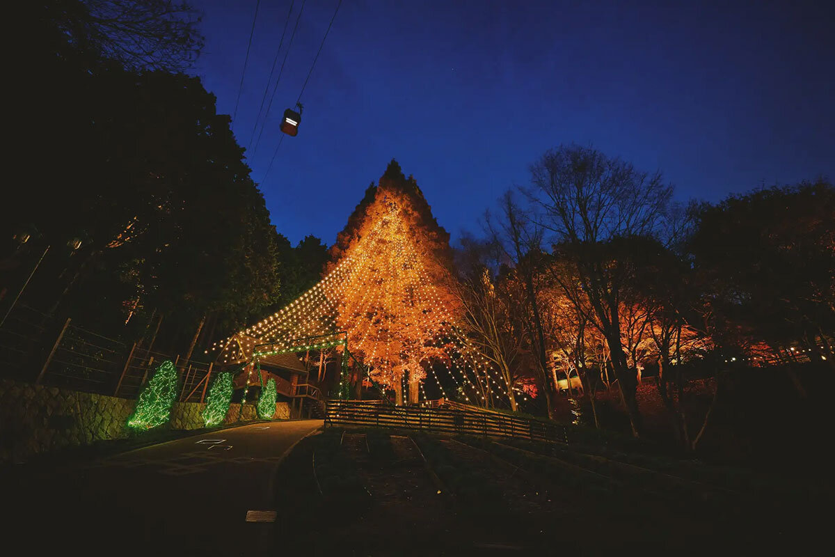 高さ25mのメタセコイアが輝く「森のクリスマスツリー」（神戸布引ハーブ園／ロープウェイ、神戸市中央区）