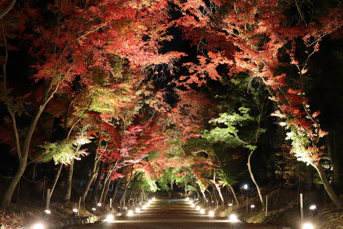 広大な境内を彩る紅葉が楽しめる「醍醐寺」（京都市伏見区）