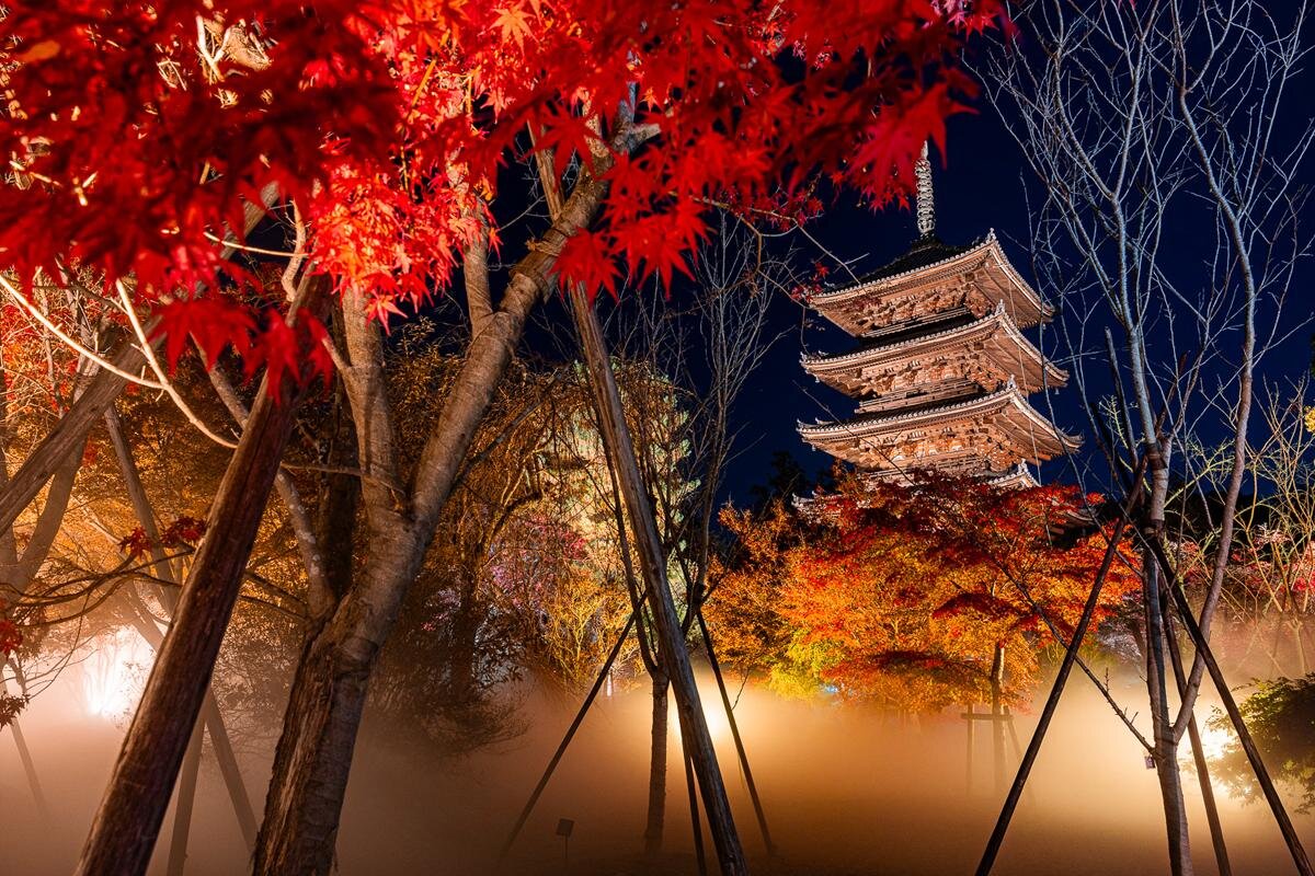 五重塔の足元を、雲のような雲海が包み込む「仁和寺」（京都市右京区）