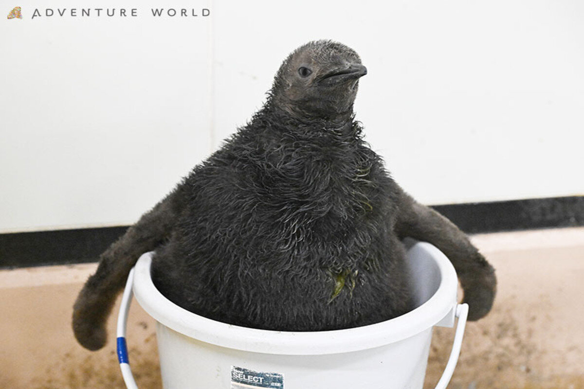 オウサマペンギンの赤ちゃん