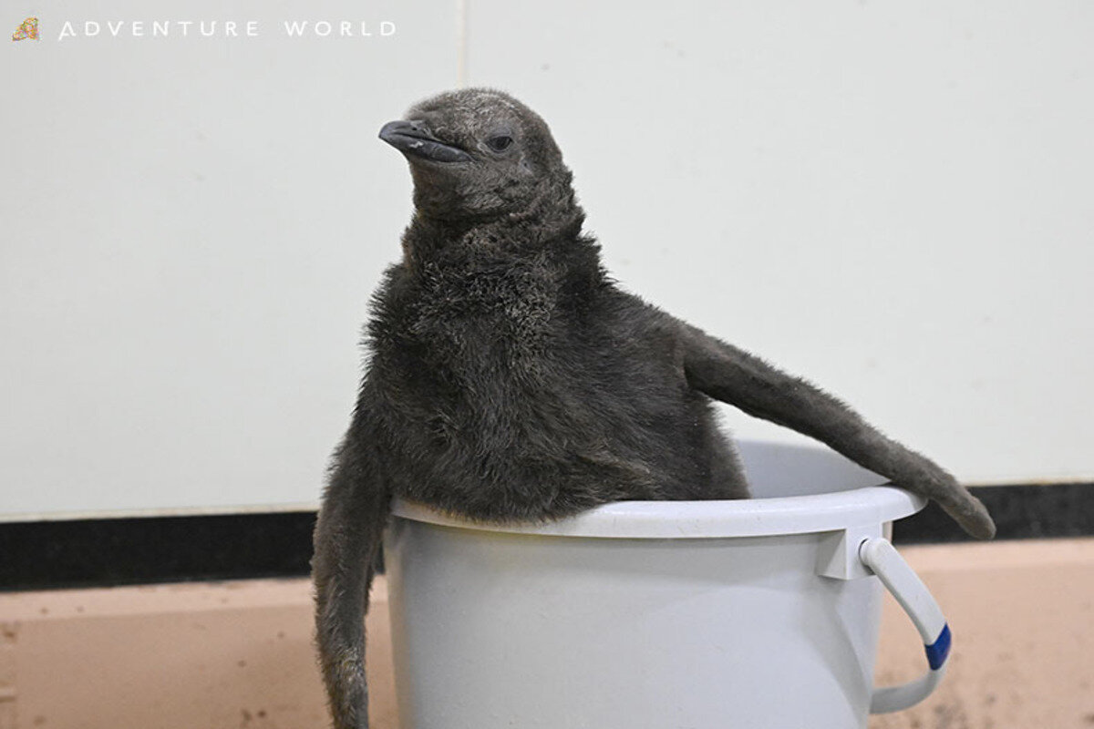 まるでキウイフルーツのようなオウサマペンギンの赤ちゃん