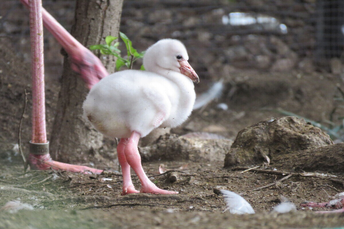 白くてふわふわなフラミンゴの雛（提供：天王寺動物園）