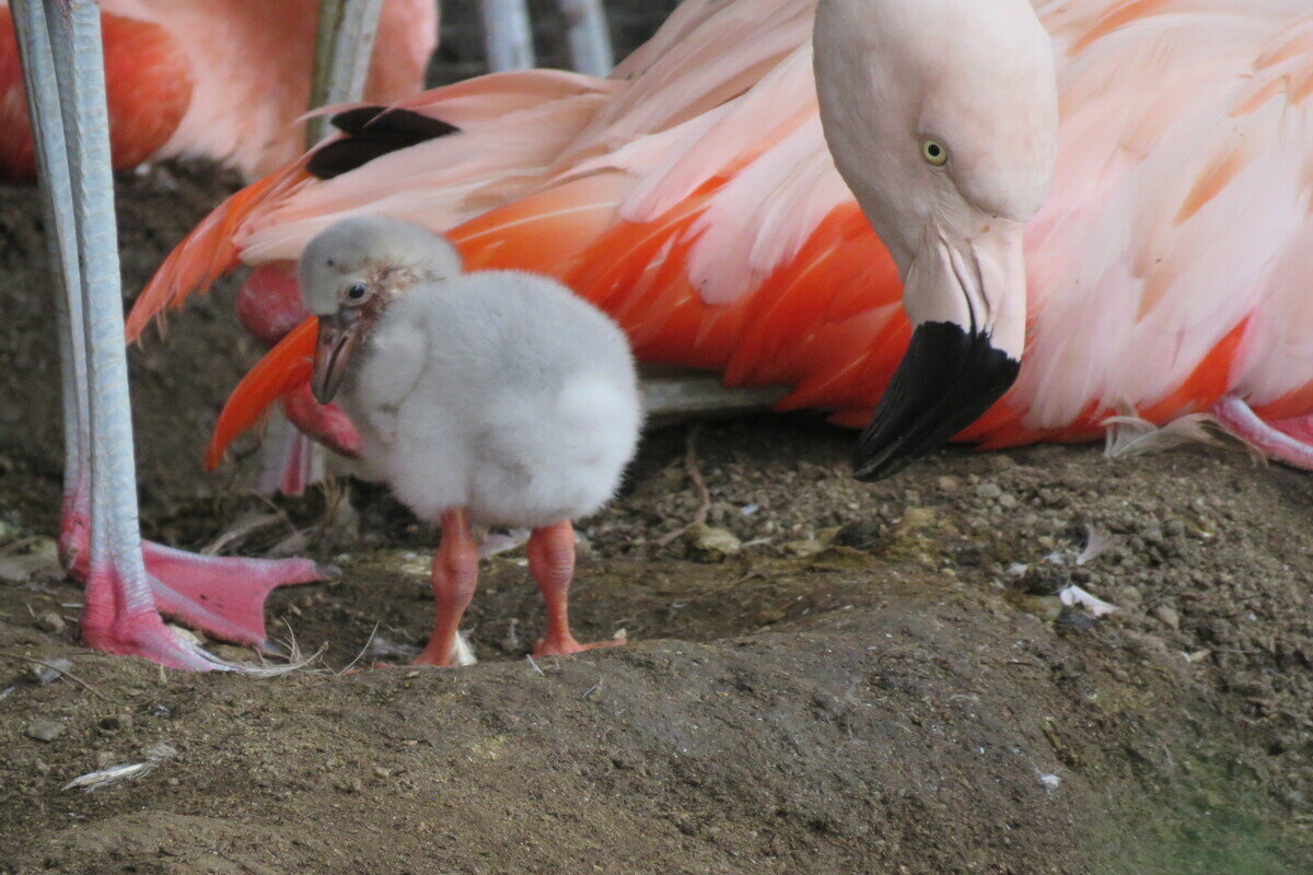 生後4日目のチリーフラミンゴの雛（提供：天王寺動物園）