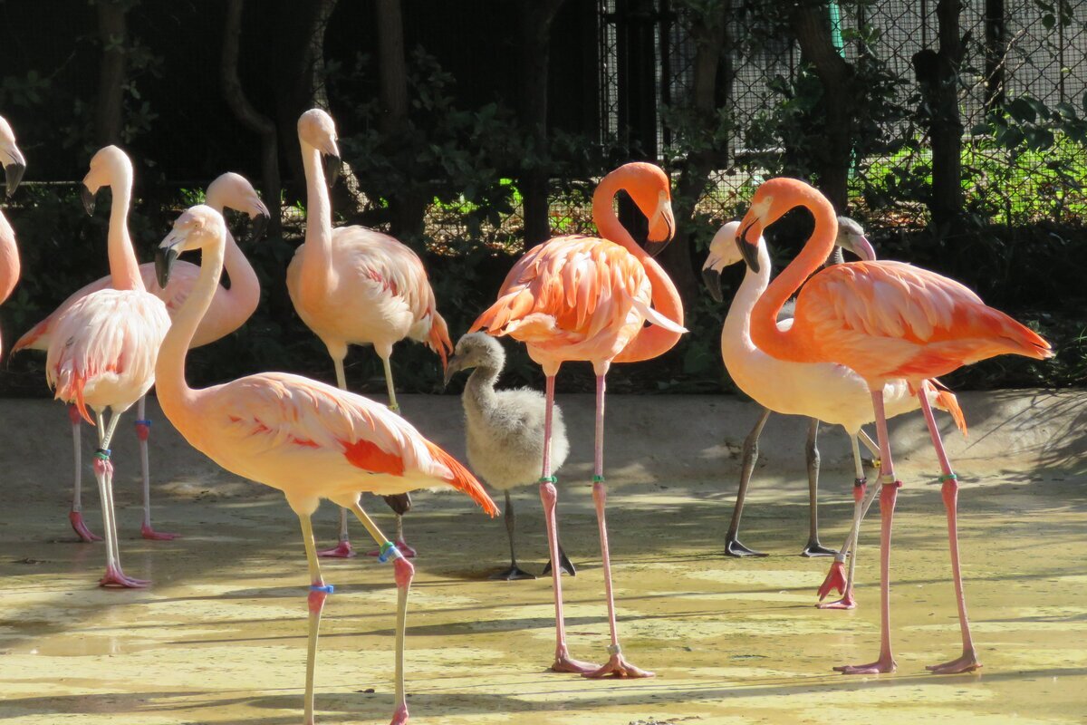 フラミンゴの雛の現在の姿（提供：天王寺動物園）