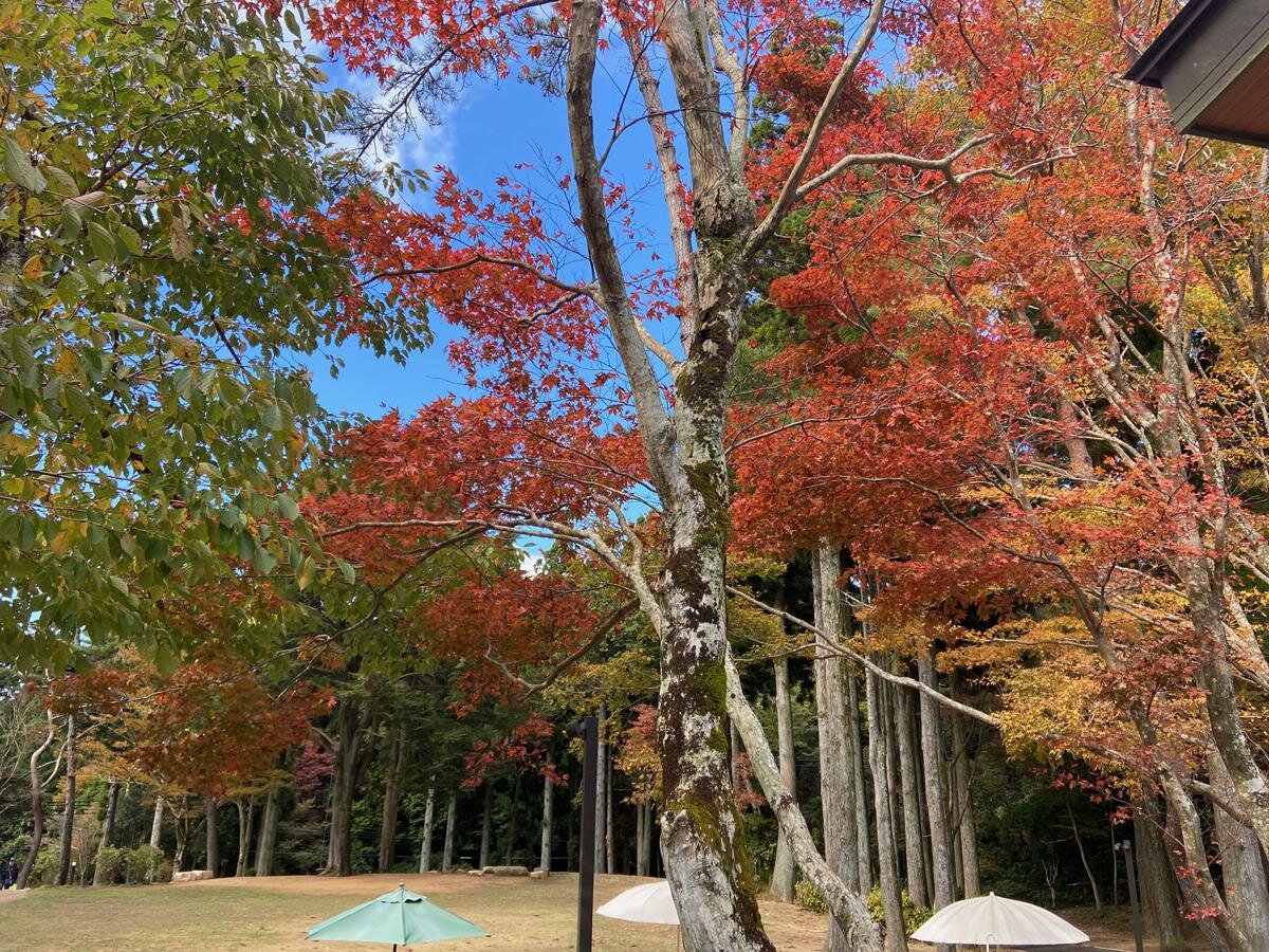 木々に囲まれた広々とした空間で食事やお茶を楽しめる「653cafe」（神戸市灘区）