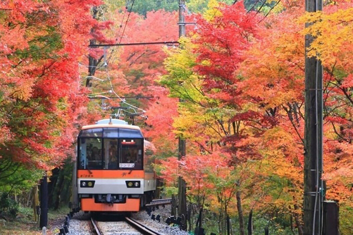 「もみじのトンネル」を走行する展望列車「きらら」