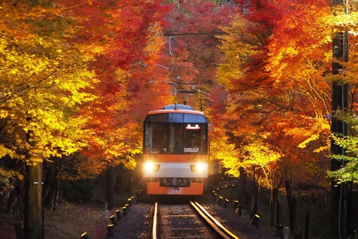 「もみじのトンネル」を走行する展望列車「きらら」