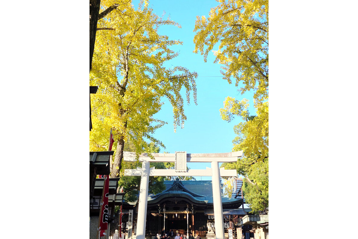 銀杏（イチョウ）の黄葉も楽しめます／「石切劔箭神社」（東大阪市東石切町）