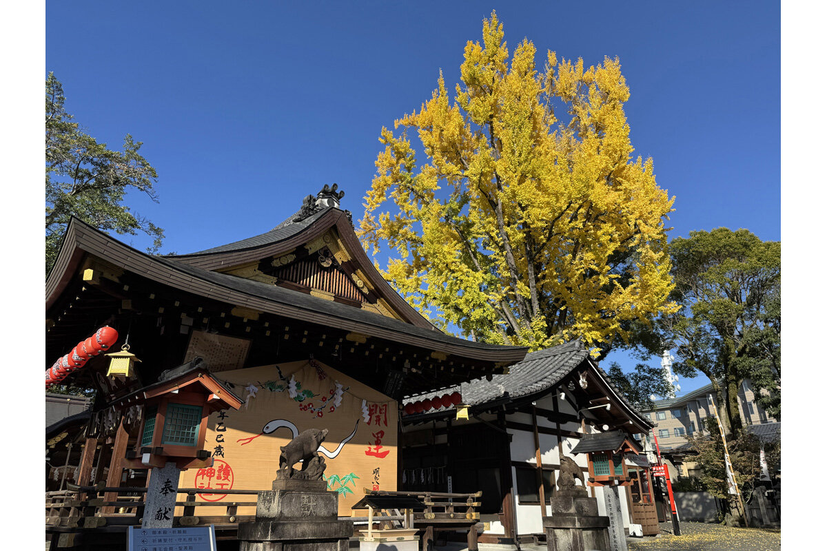 秋には銀杏の黄葉が楽しめます／「護王神社」（京都市上京区）