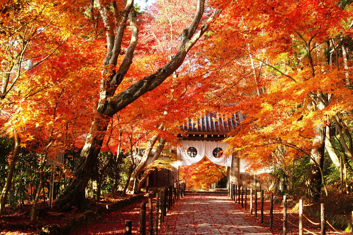 紅葉のトンネルが美しい「もみじ参道」／「西山浄土宗 総本山光明寺」（京都府長岡京市）